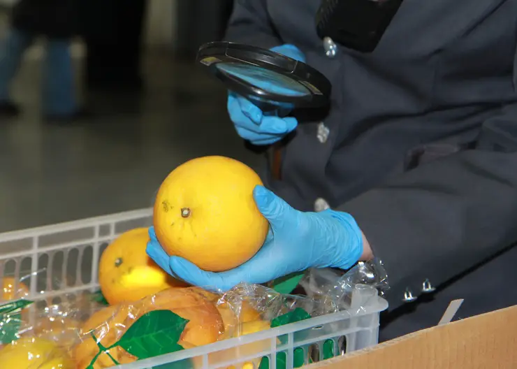 В Красноярск доставили 7,5 тыс. тонн импортных фруктов и овощей в январе