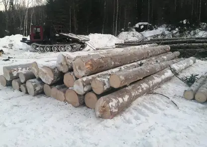 Бизнесмен незаконно вырубил лес на 2 млн рублей в Красноярском крае