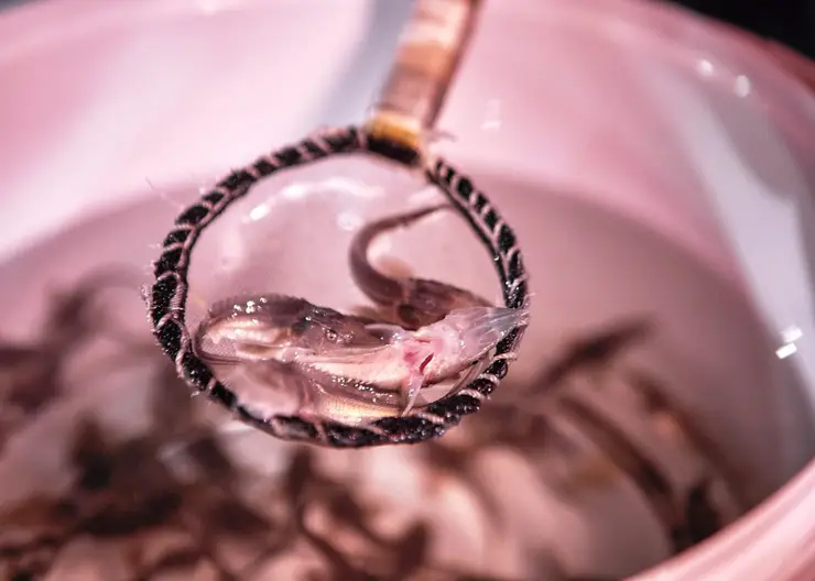 Богучанская ГЭС выполнила половину годовой программы выпуска осетров