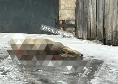 В Свердловском районе Красноярска стая бездомных собак растерзала косулю прямо у забора частного дома