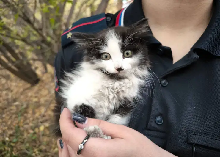 В Красноярском крае полицейские спасли и приютили котёнка