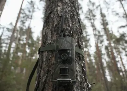 В Забайкалье в 2026 году установят тысячу новых фотоловушек для защиты лесов от пожаров