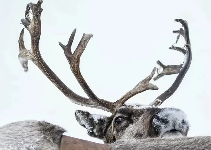 Количество обитателей Плейстоценового парка в Якутии увеличат в 13 раз