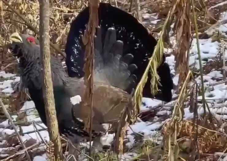 Красноярцы повстречали глухаря-охранника на Столбах