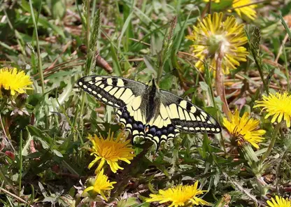 Редкая бабочка махаон удивила пожарного в Красноярском крае: он сфотографировал ее на память