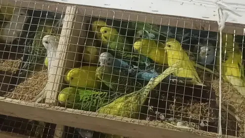 В Красноярск прибыла крупная партия попугаев из Кыргызстана