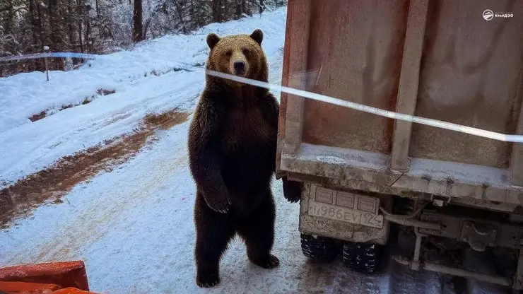 Дорожники Красноярского края встретили медведей во время ремонта трассы