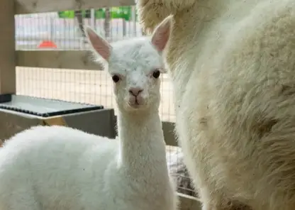 Милота зашкаливает! В омском парке «Пача Мама» родилась альпака Любочка