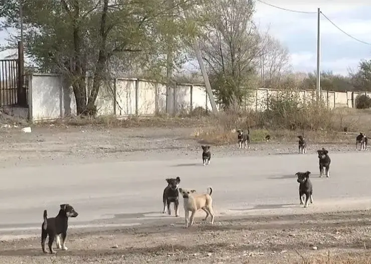 В Абакане собака прокусила ногу 12-летней девочки