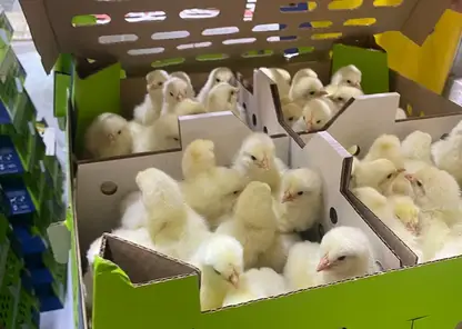 В Красноярский край привезли больше 15 тысяч племенных цыплят