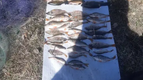Двух браконьеров с уловом рыбы более чем на 20 килограммов задержали в Шарыповском районе