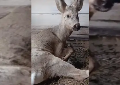 В Красноярском крае косуля забежала на территорию исправительной колонии