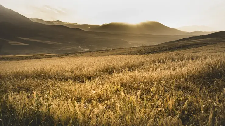 В Красноярском крае подвели итоги сельскохозяйственного сезона