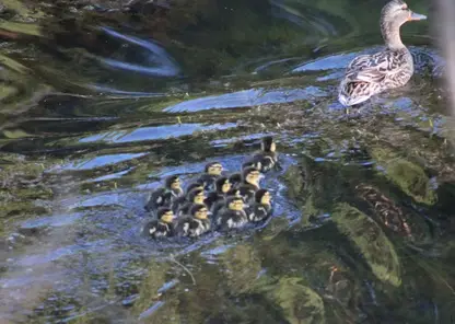 В Красноярском крае утиные семьи уже бороздят озера Шушенского бора