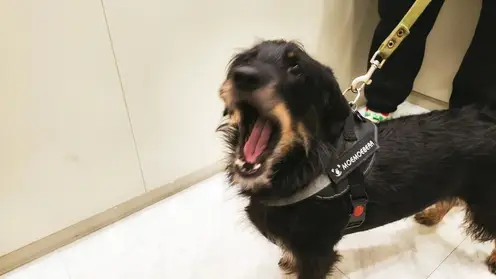 Электронные сертификаты на антитела к бешенству вводятся с декабря 2025 года