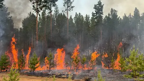 Волонтеров просят присоединиться к тушению пожаров в Забайкалье (видео)
