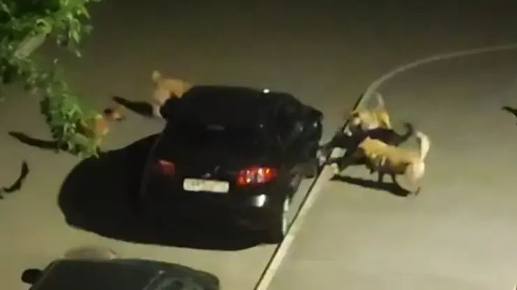 В Новокузнецке собаки съели шину у припаркованной машины, охотясь за кошкой