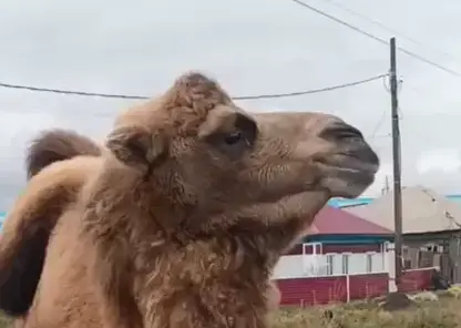 На улицах Камня-на-Оби жители заметили гуляющего верблюда