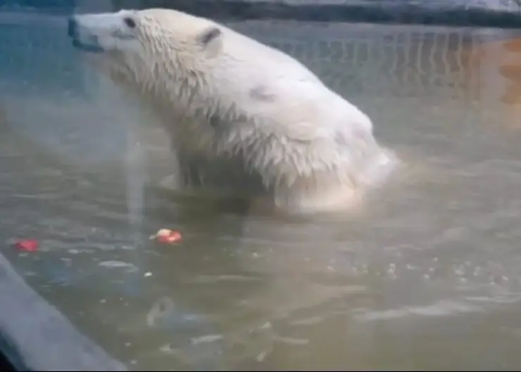 Белый медведь Диксон из Красноярского края зашевелил одной лапой
