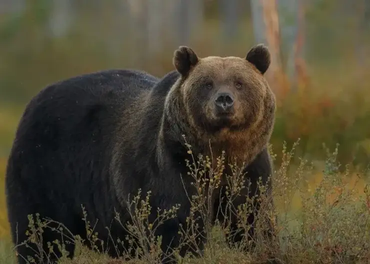 В Приморье медики спасли сборщика шишек после нападения медведя