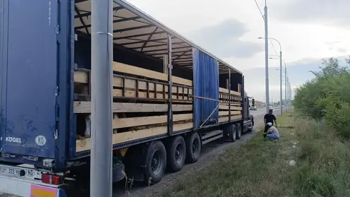 Гражданин Киргизии незаконно перевозил 31 корову в Хакасии