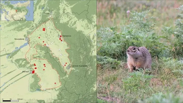 Крупнее и темнее: ученые обнаружили в Сибири новый вид сусликов