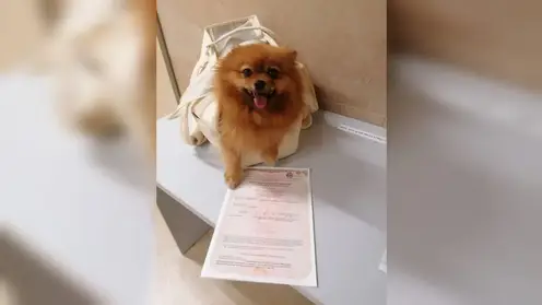 15 собак и 11 кошек вылетели из Красноярска за границу в октябре