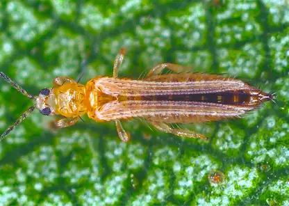 В Красноярске выявили 14 тонн китайских перцев с опасным карантинным вредителем