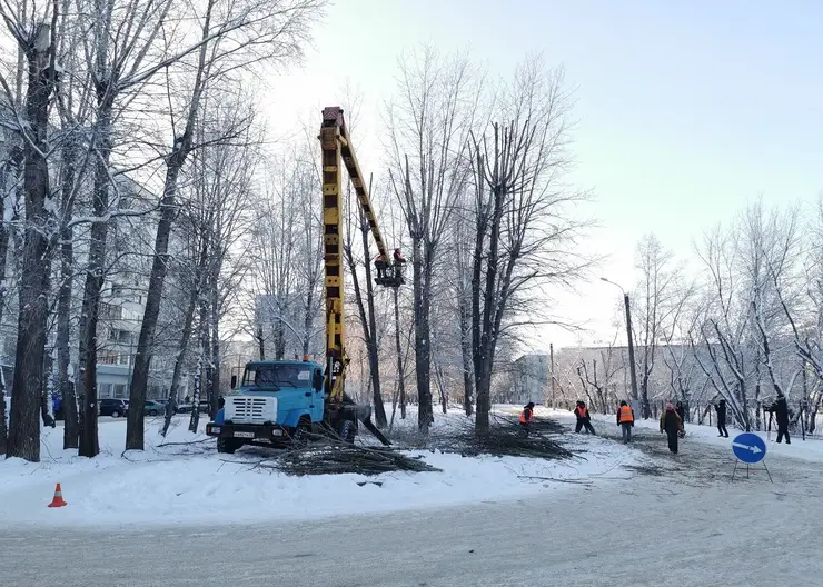 Красноярских подрядчиков предупредили о штрафах за неправильную обрезку деревьев