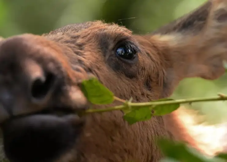 Жителя Омска осудят за убийство двух лосей
