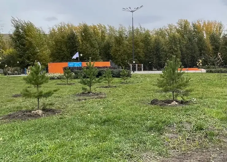 Около 1200 деревьев высадили в Красноярске за сутки