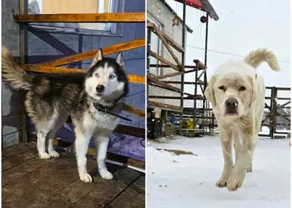 В Красноярске спасенных из гаража собак на 2-ой Брянской никто не взял в семью
