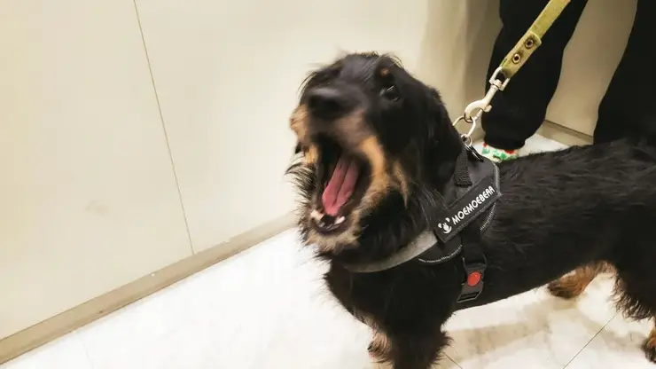 Электронные сертификаты на антитела к бешенству вводятся с декабря 2025 года