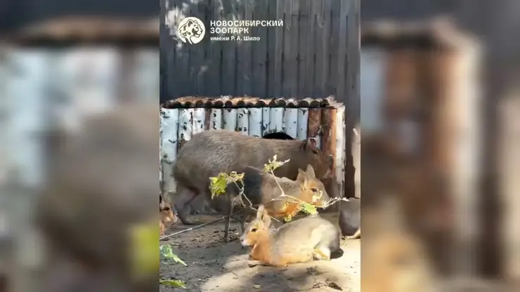 В Новосибирском зоопарке рассказали, что творится в вольере капибар