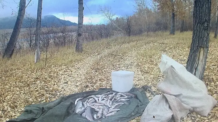 Браконьеров поймали с поличным в Туве: в их улове оказался краснокнижный таймень