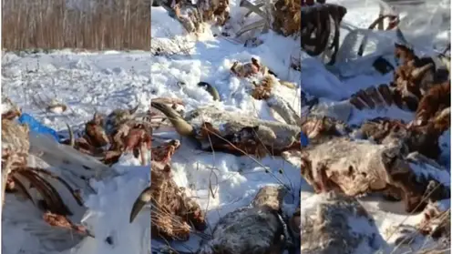 Что случилось с 50 коровами? Под Красноярском обнаружен скотомогильник