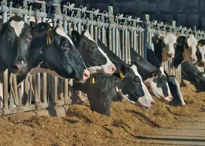 Хозяйства Красноярского края получат на производство молока 378,6 миллиона рублей