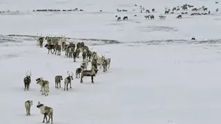 «Норникель» и МГУ начнут совместное изучение Арктики