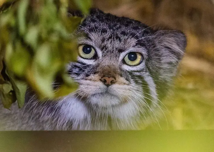 Встречайте нового жителя: в «Роевом ручье» поселился манул из Новосибирска