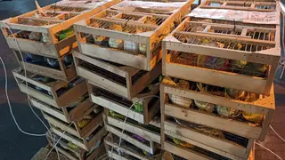 В Красноярск прилетели почти 2 тысячи попугаев из Кыргызстана В Красноярск прилетели почти 2 тысячи попугаев из Кыргызстана