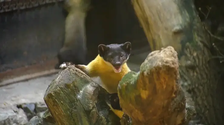 В Новосибирском зоопарке родились четверо детёнышей уссурийской харзы