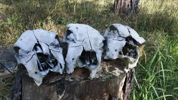 Новосибирские грибники нашли черепа животных в лесу