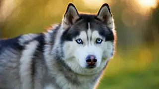 Собаку Хаски из омского приюта забрали в транспортную компанию