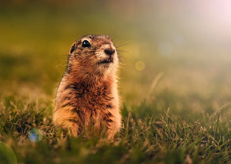 Суслики обогнали песцов по количеству нападений на жителей Красноярского края в 2024 году