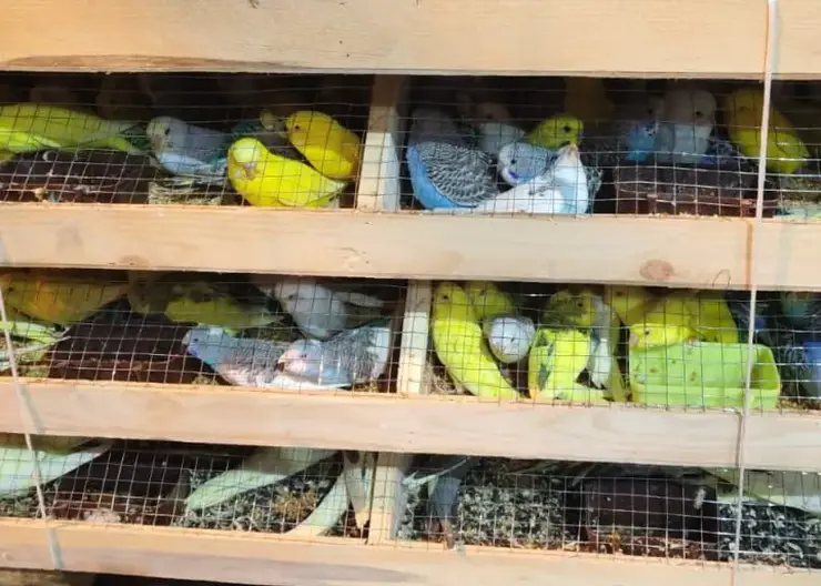 В Красноярск привезли больше 500 попугаев из Киргизии