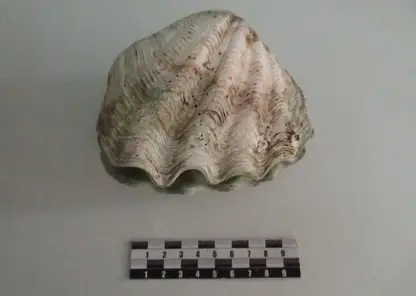 Редкую ракушку пытался вывезти турист из Таиланда в Барнаул