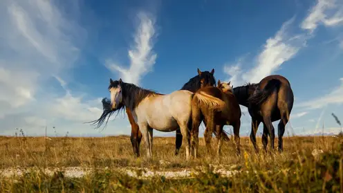 «День лошади» отметят в Хакасии 23 августа