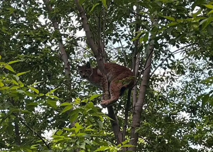 Дикая рысь разгуливает по улицам Иркутска уже трое суток