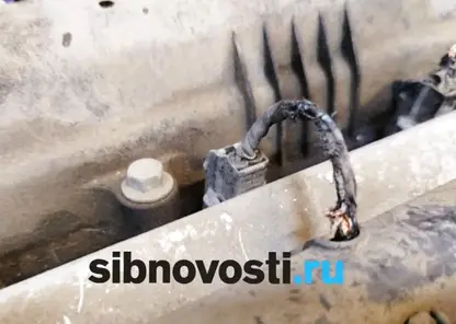 «Утро началось с шока»: крысы перегрызли провода в машине в центре Красноярска