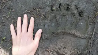 В Красноярске недалеко от Водников нашли свежие следы крупного хищника В Красноярске недалеко от Водников нашли свежие следы крупного хищника